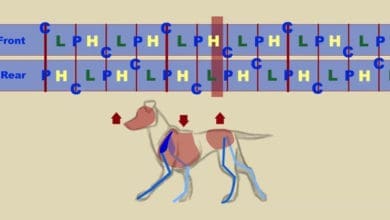 Tutorial Animación 2D de Cuadrúpedos - Felix Sputnik