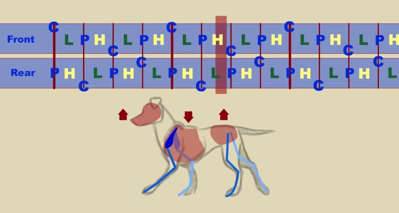 Tutorial Animación 2D de Cuadrúpedos - Felix Sputnik
