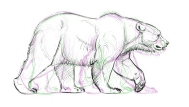 Como Animar un oso - ciclos de caminar - Tutoriales de Animación & Diseño de Personajes - Osos de Aaron Blaise