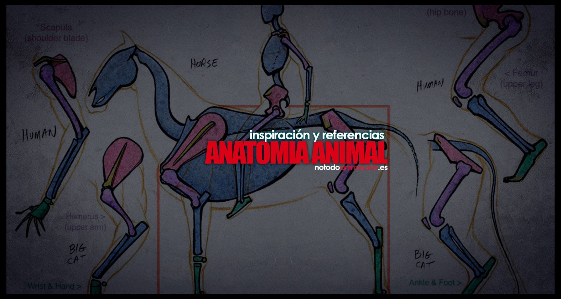  Inspiración y Referencias Anatomía animal para dibujo ilustración y animación