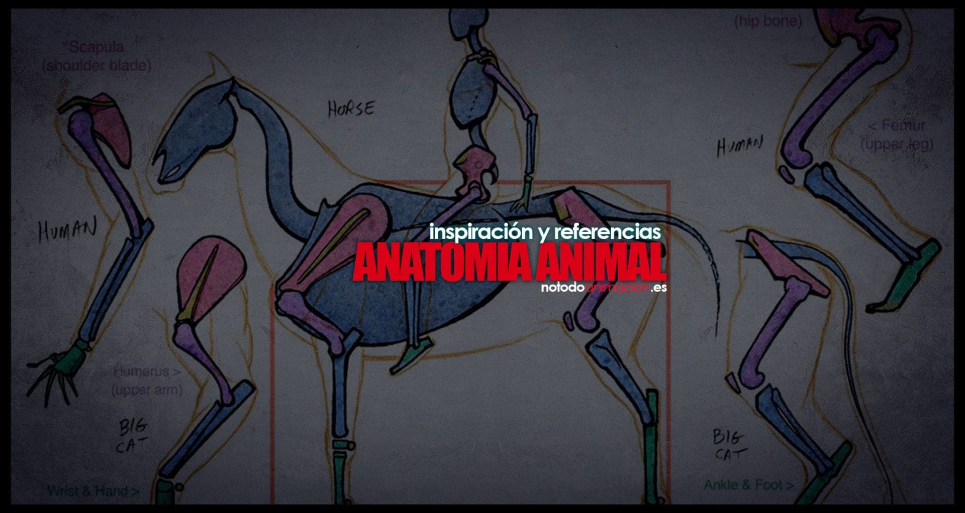Inspiración y Referencias Anatomía animal para dibujo ilustración y animación