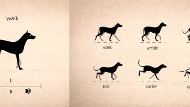 Tutorial de Animación de cuadrúpedos Caminatas 2D
