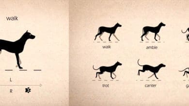 Tutorial de Animación de cuadrúpedos Caminatas 2D