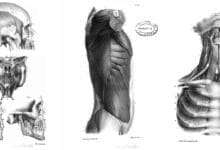 7 Libros de Anatomía Humana y Animal PDF