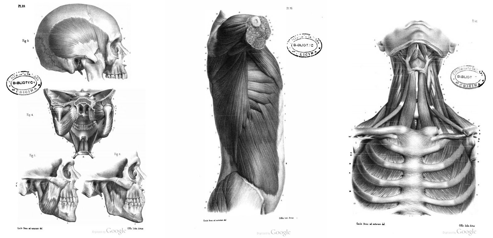 7 Libros para dibujo de Anatomía Humana y Animal PDF