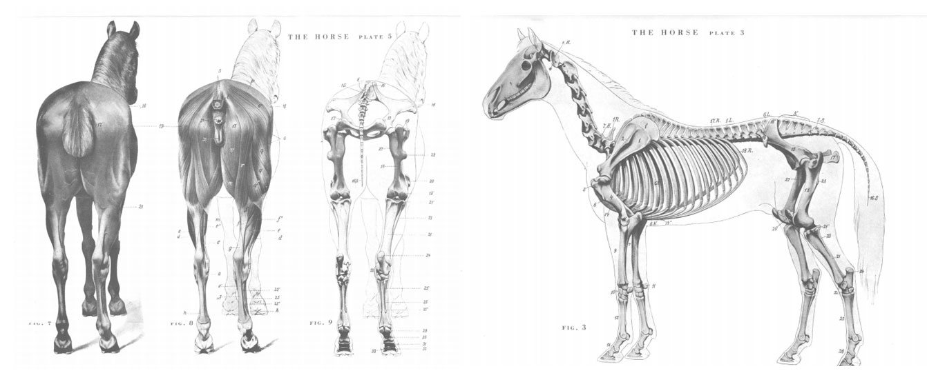 anatomía caballos