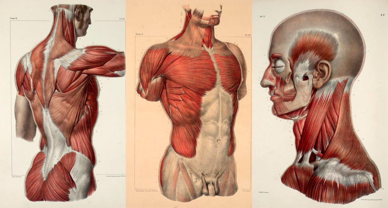 Atlas de Anatomía