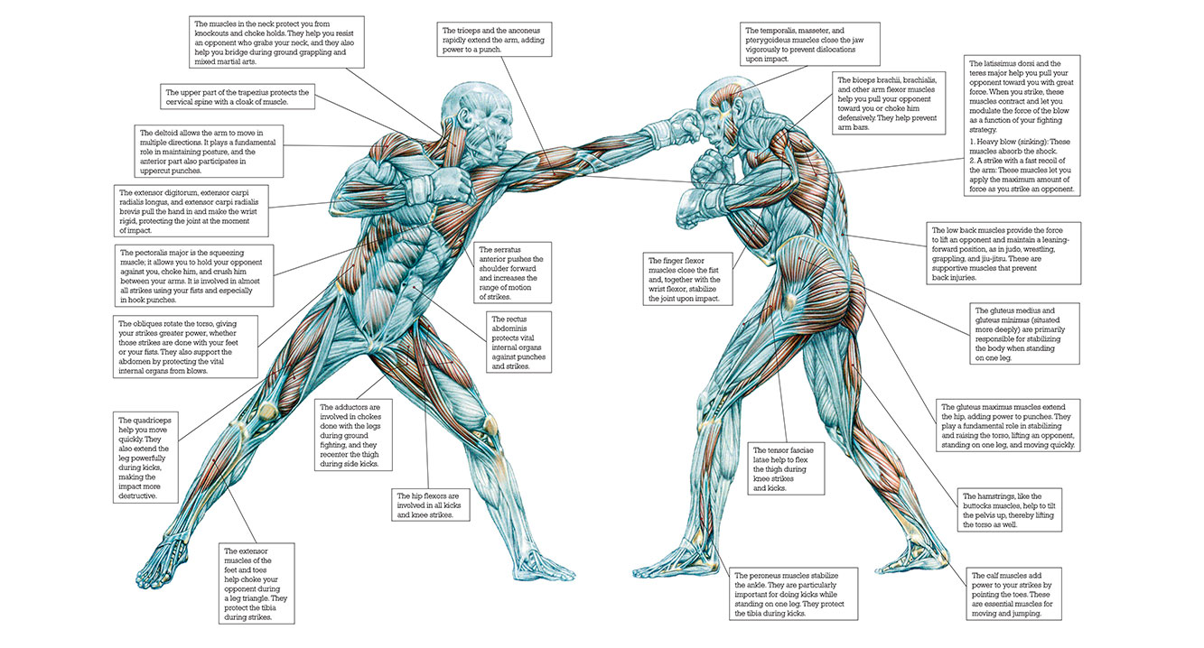 Libro. ANATOMÍA ARTÍSTICA 7