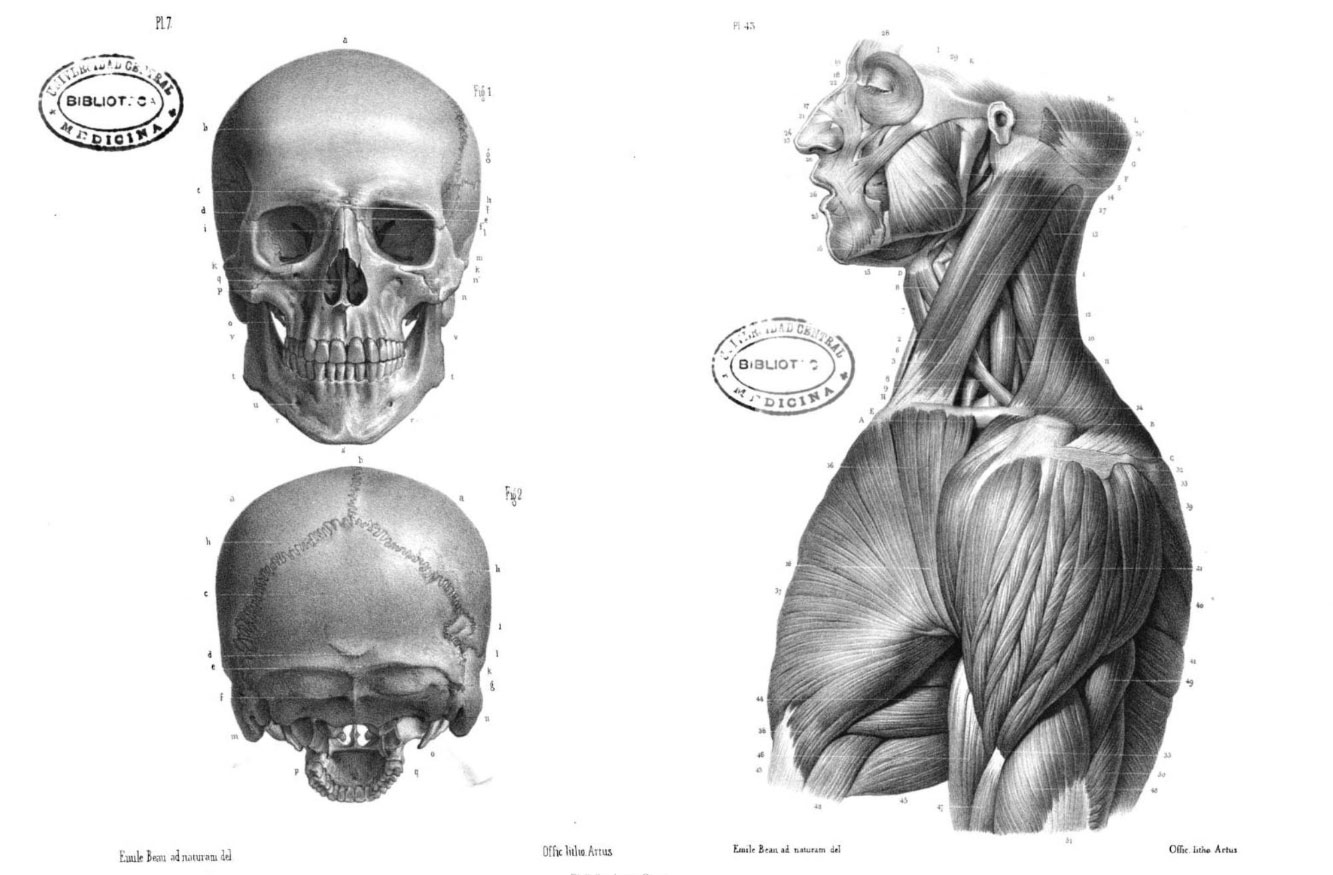 anatomia esqueleto y muscular