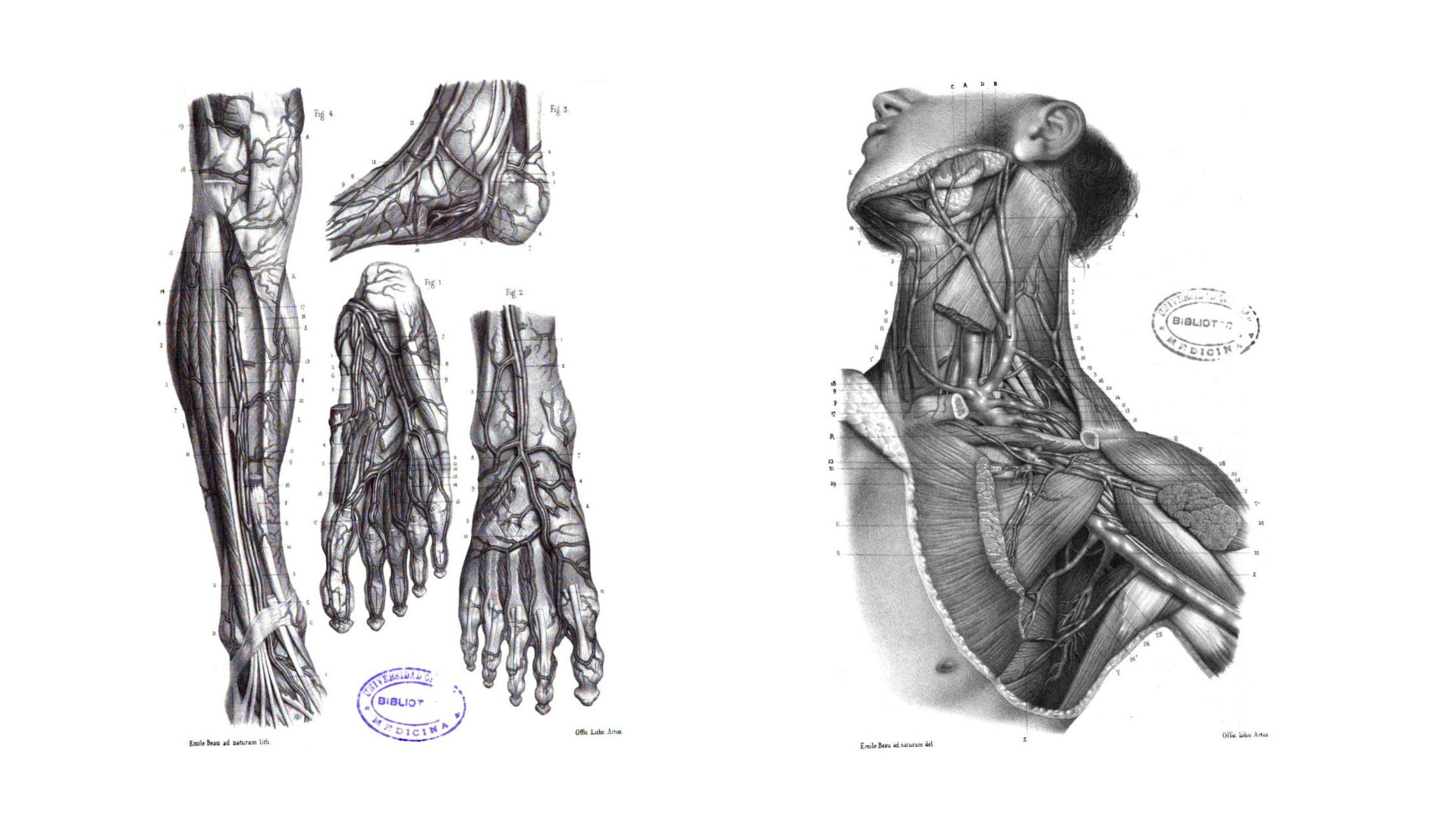Libro Atlas de Anatomía descriptiva del cuerpo humano