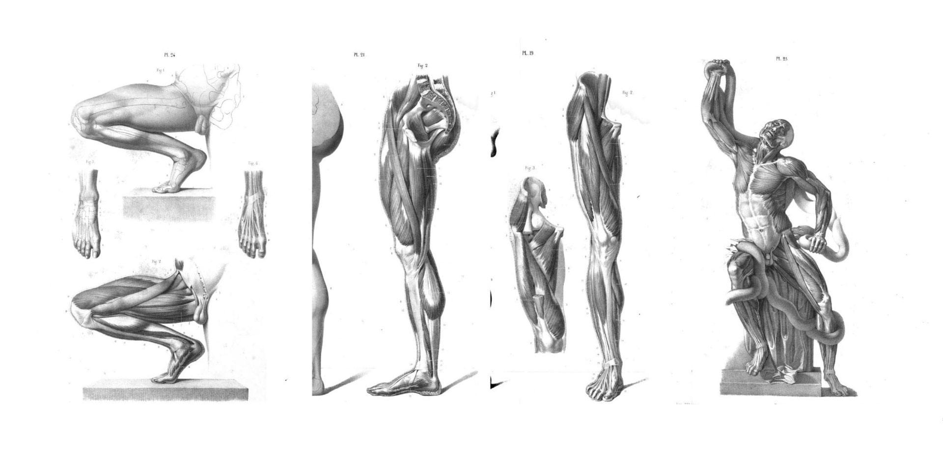 Pautas enchufe Mago 7 Libros Anatomía Humana y Animal para Artistas ❤️ PDF