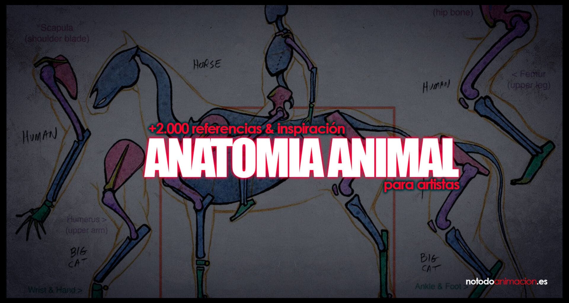 Anatomía animal para dibujo ilustración y animación - Inspiración y Referencias